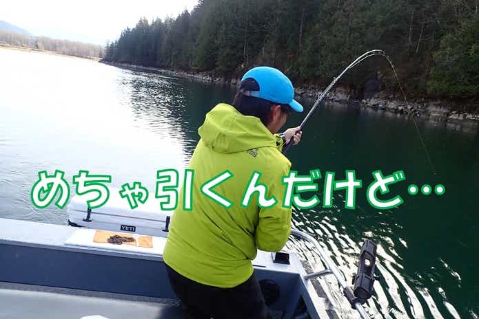 シロチョウザメ ファイト