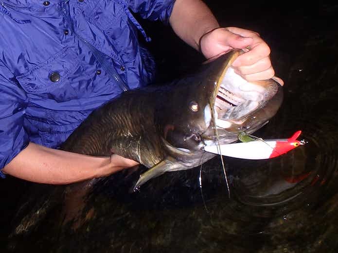 20キロをこえる国産巨大魚「ビワコオオナマズ」を“わずか3日間”で追い求めた釣行記 | TSURI HACK[釣りハック]