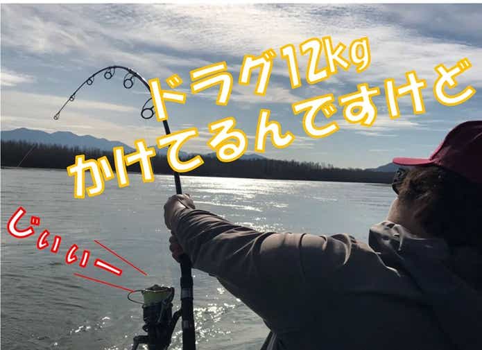 シロチョウザメ ファイト