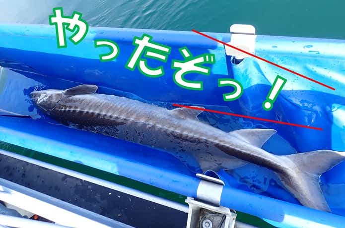 シロチョウザメ