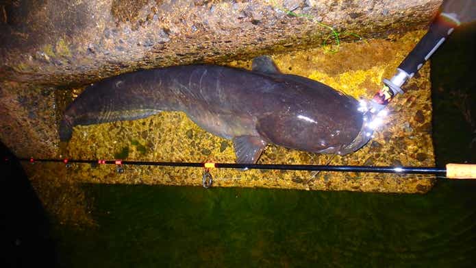 20キロをこえる国産巨大魚「ビワコオオナマズ」を“わずか3日間”で