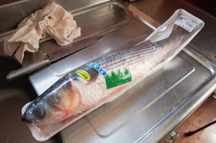 ボラ　鮮魚