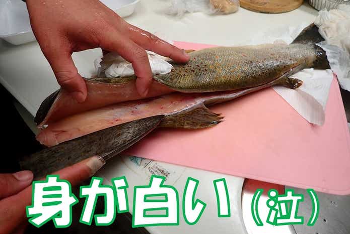 ブラウントラウト　身