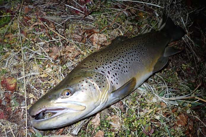 水路で釣った　ブラウントラウト