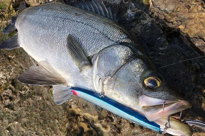 ヒラスズキの釣果