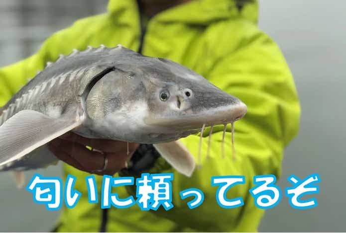 チョウザメ
