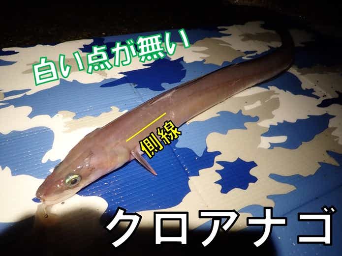 クロアナゴ