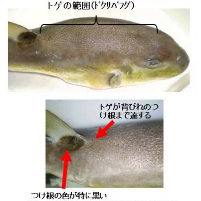 ドクサバフグの背鰭