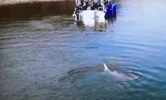 シロチョウザメ 魚体