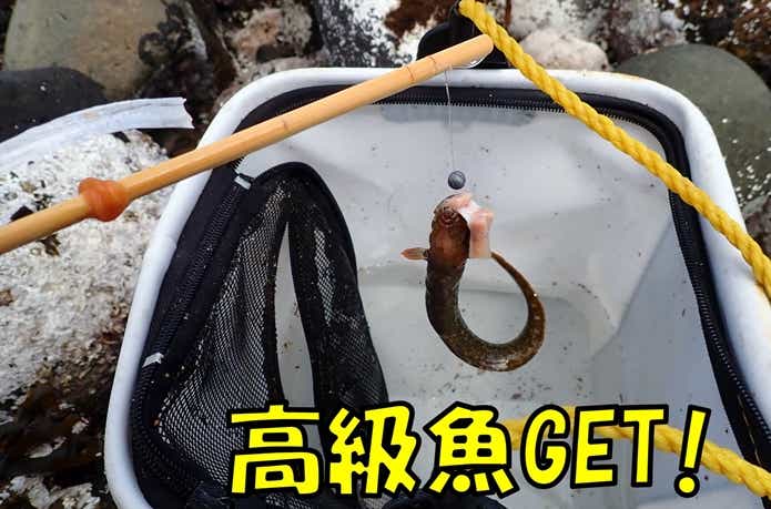 ギンポ釣り