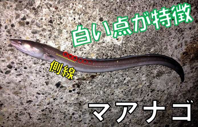 マアナゴ