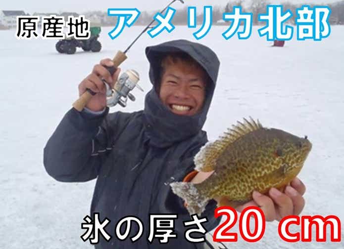 カミツキガメ　冷水耐性