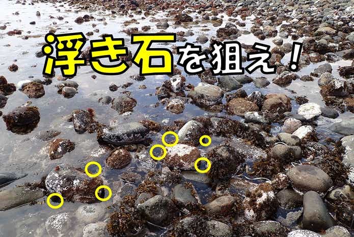 ギンポ　釣りポイント