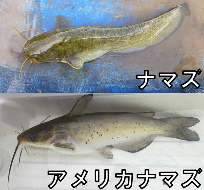 日本ナマズとアメリカナマズの見分け方