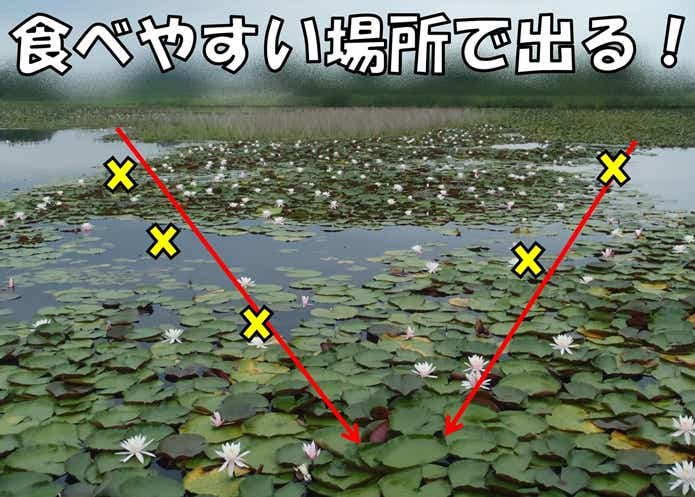 雷魚　狙い方