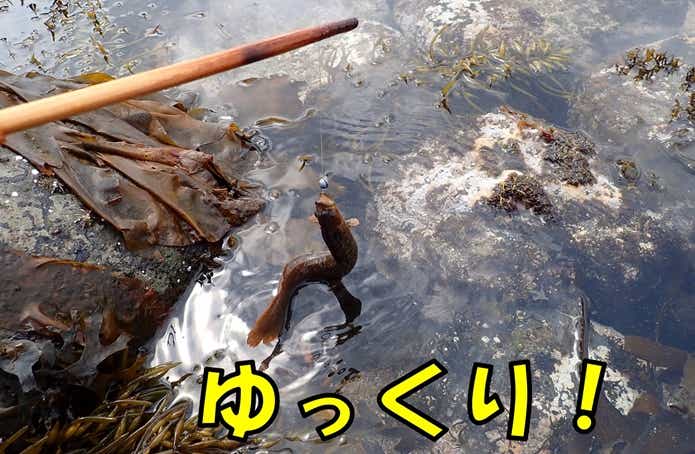 釣れたギンポ