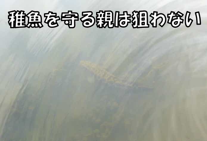 雷魚　スポーニング
