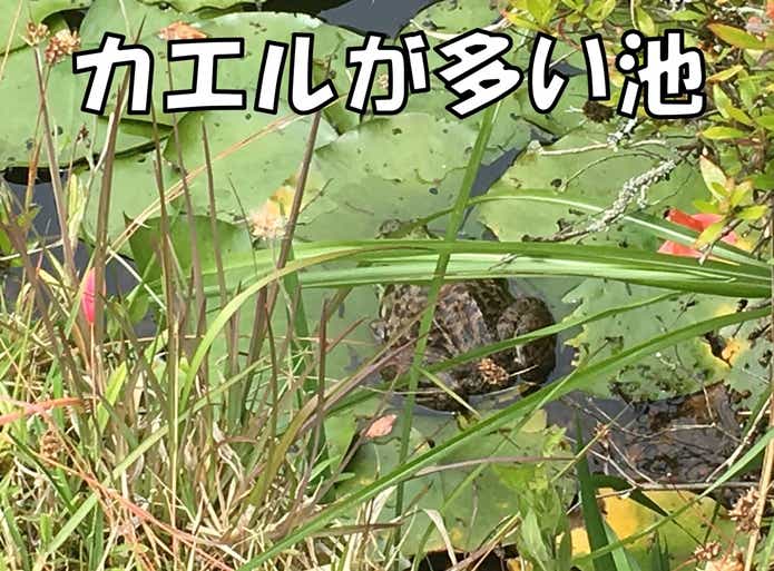 雷魚　カエル