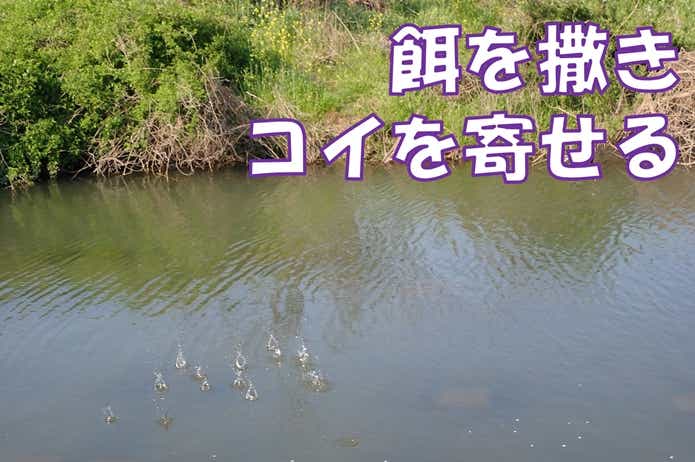 ユーロカープ　餌を撒く