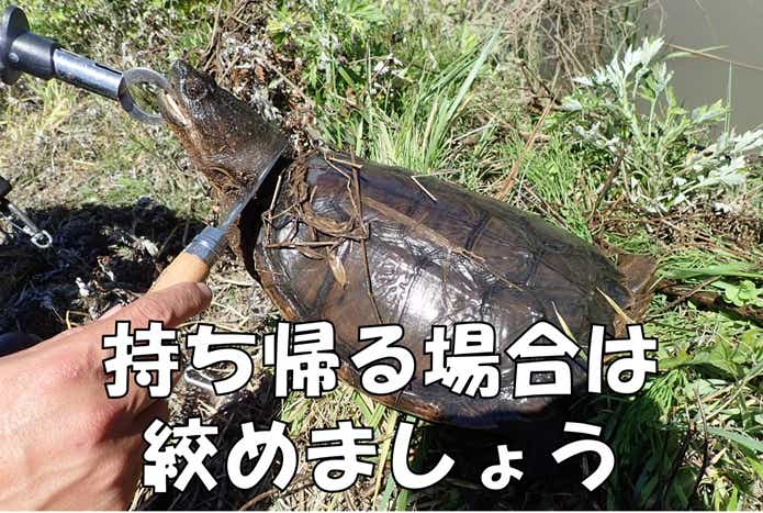 カミツキガメ　特定外来生物法