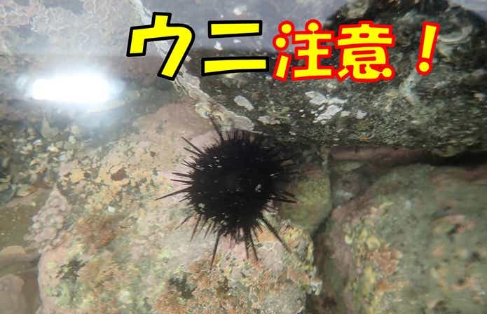 ウニ