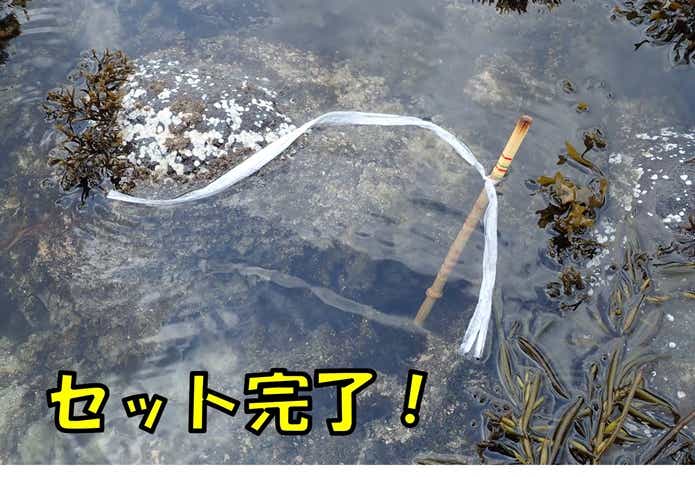 ギンポ釣り