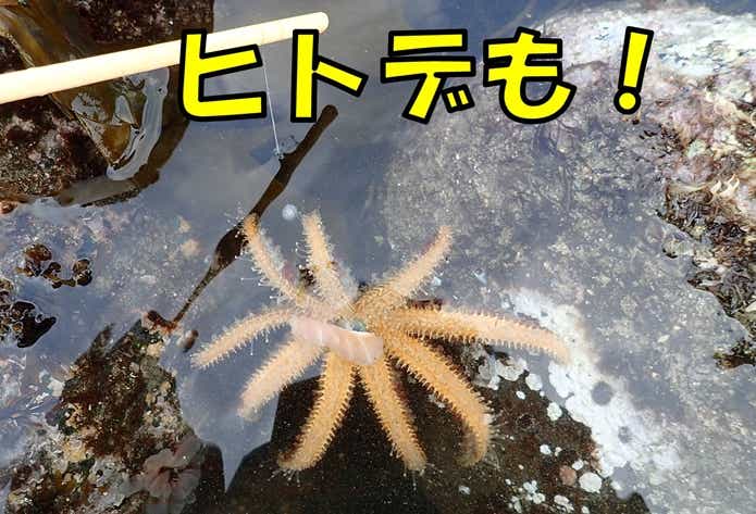穴釣り