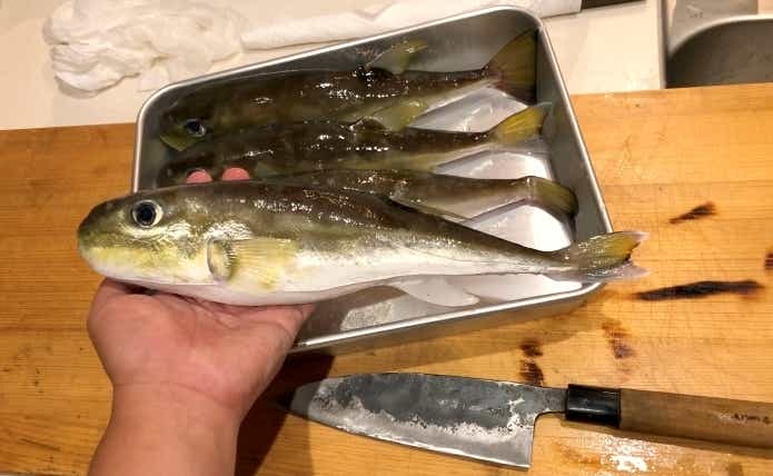 シロサバフグ