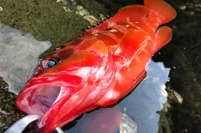 アカハタ釣りの画像