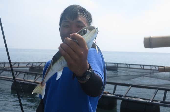 ルアーで釣ったサバフグ