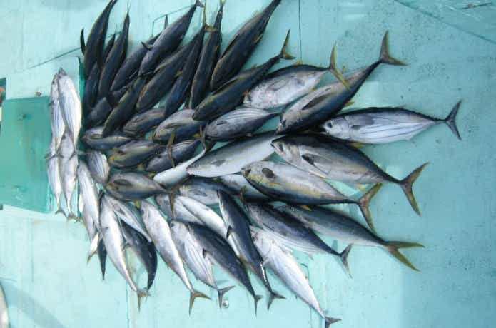 メバチマグロの画像