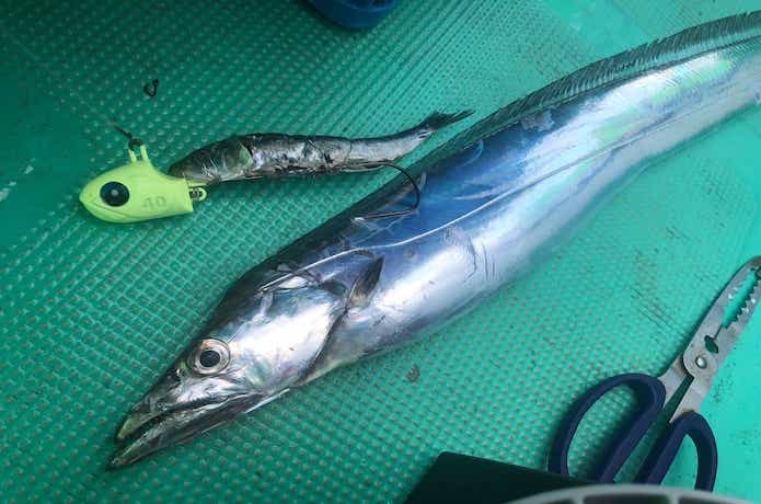 タチウオテンヤの画像