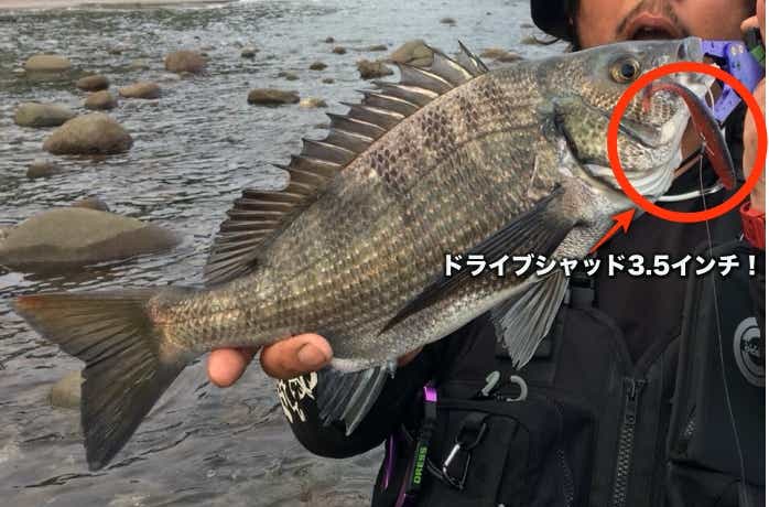 編集部 Ｋのチニング