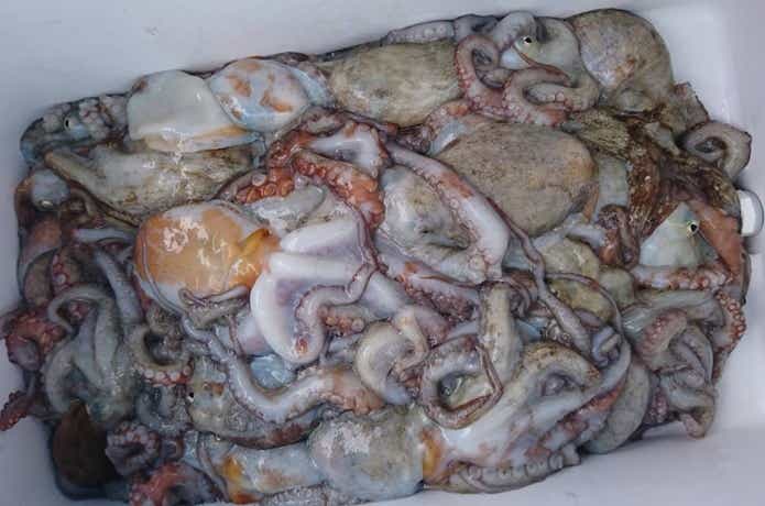 タコ釣りの画像