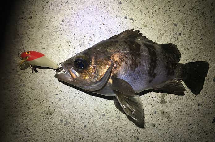 明暗で釣れたメバル