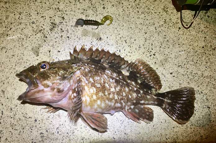 穴釣りのおすすめワーム