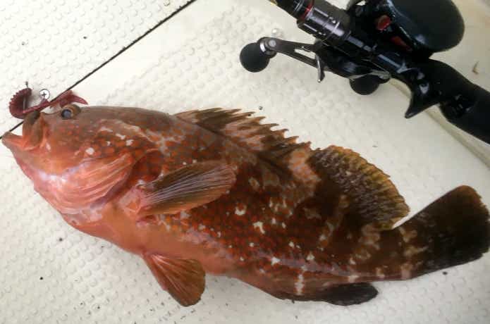 DEPS バルビュータ3.5インチ（カラー：クラーキー）の釣果