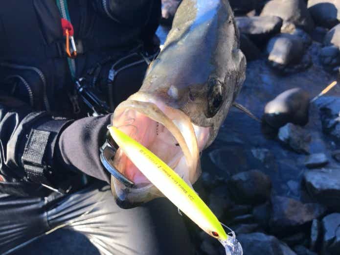 磯ヒラはコレで決まり】4人の釣りキチがプレゼン！俺たちの最強