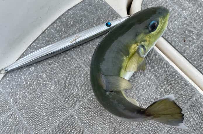 ジギングで釣ったサバフグ