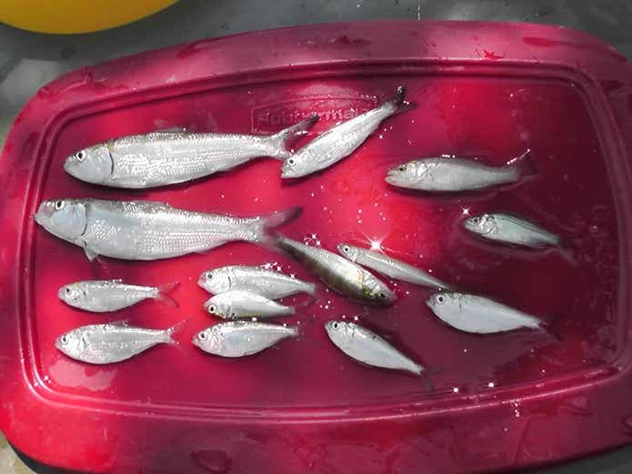 アメリカナマズは腐肉食性