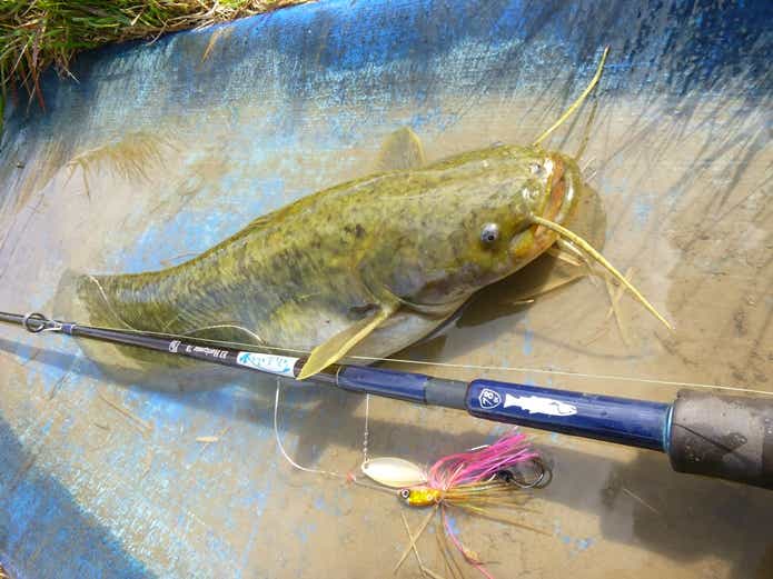 スピナーベイトで釣ったナマズ