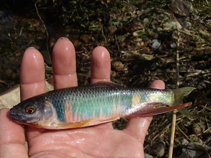 川釣り】川は生き物の宝庫！必要な「道具・仕掛け・餌」初心者の方へ