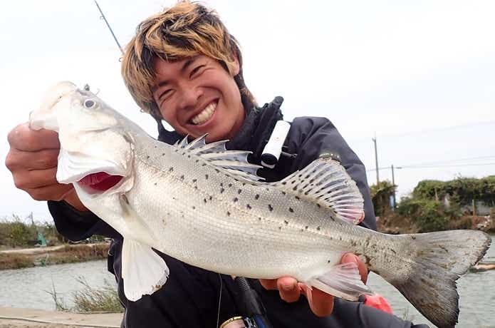 タイリクスズキ