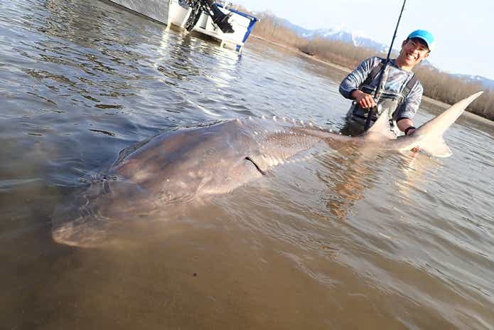 リアル川のヌシ釣り！最大の超巨大怪魚“シロチョウザメ”の引きの 
