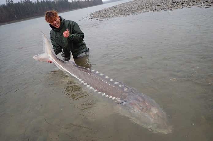 シーラカンスと同世代の古代魚“シロチョウザメ”に迫る！釣り人が生態解明に一役かっています！ | TSURI HACK[釣りハック]