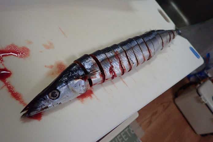カミツキガメ　釣り　餌