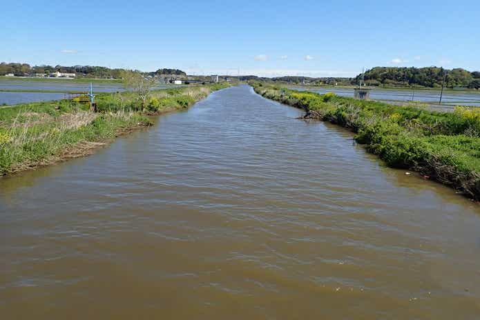 カミツキガメが増殖中　印旛沼