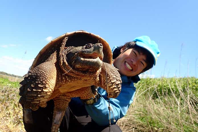 捕獲　カミツキガメ