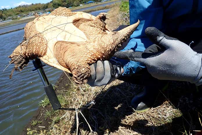 カミツキガメ　持ち方