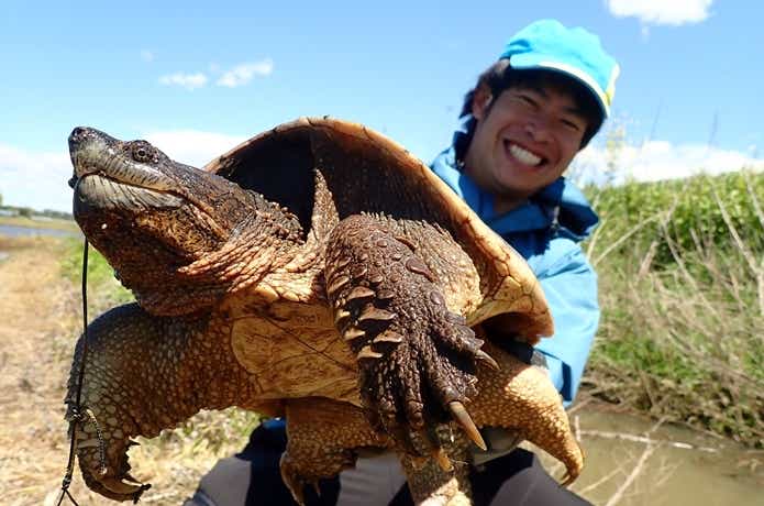 カミツキガメ　捕獲